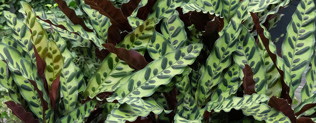 Calathea Insignis