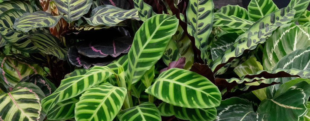 Calathea - Plante Paon