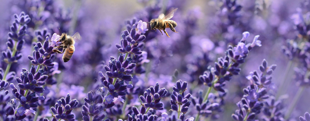 Lavandula -  Lavande 