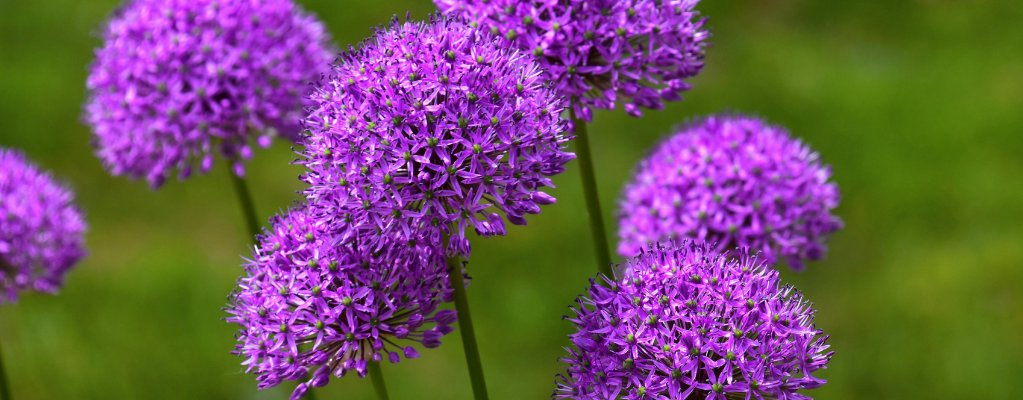 Les plantes de jardin violettes et bleues