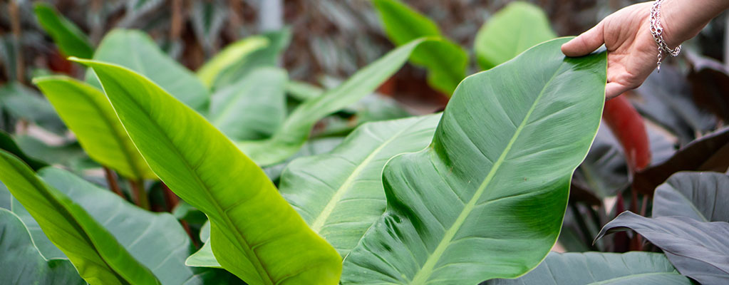 Philodendron Imperial Green