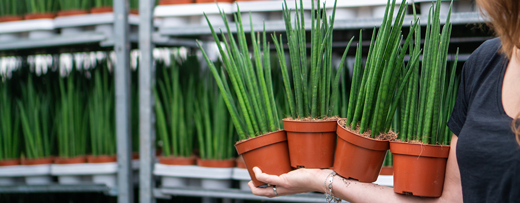 Plantes d'intérieur faciles à entretenir