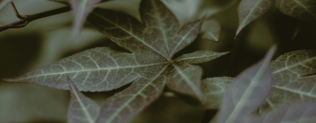 Plantes de jardin mi-ombre