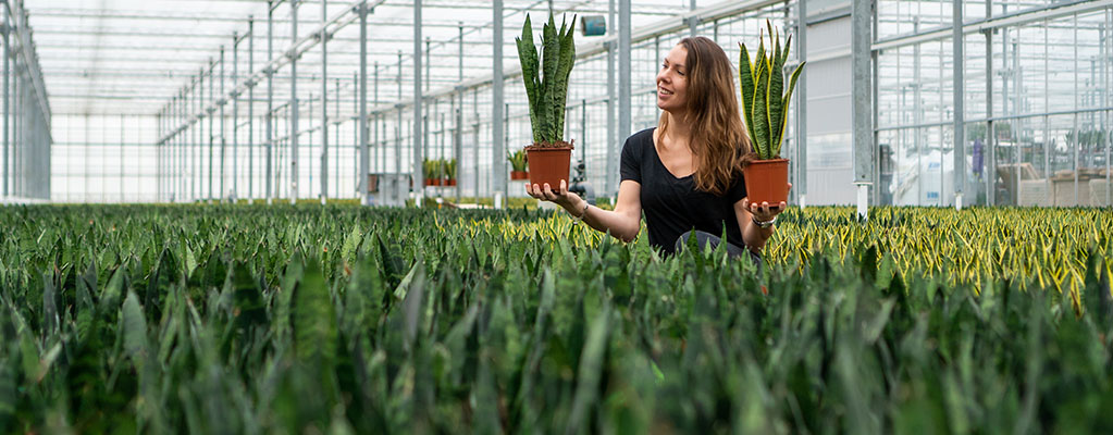 Sansevieria - Langue de belle-mère