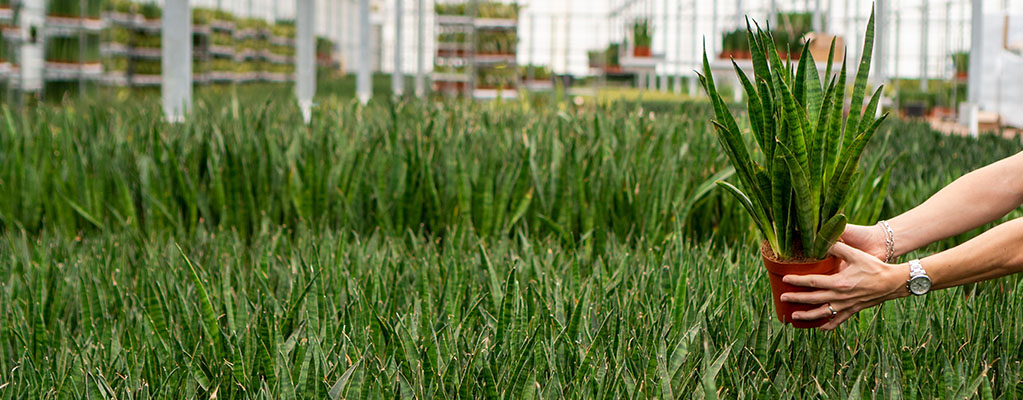 Sansevieria Kirkii