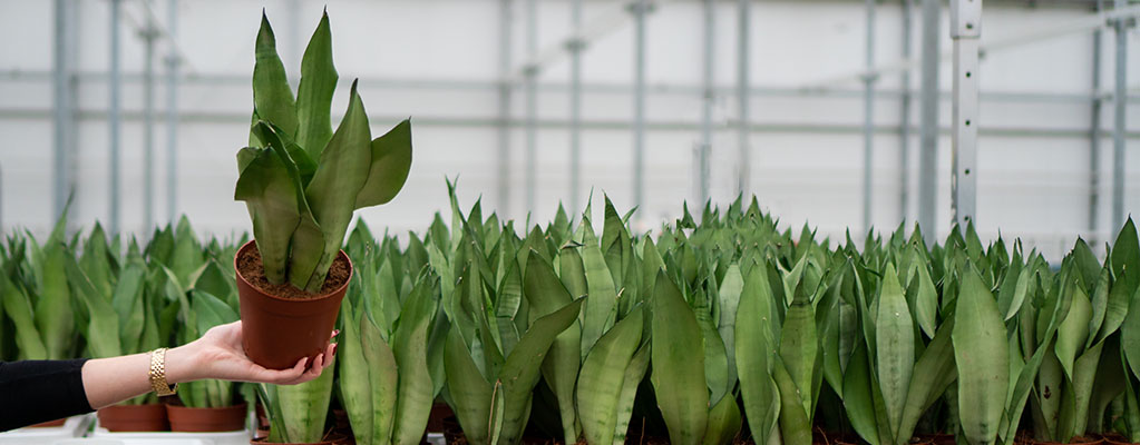 Sansevieria Moonshine