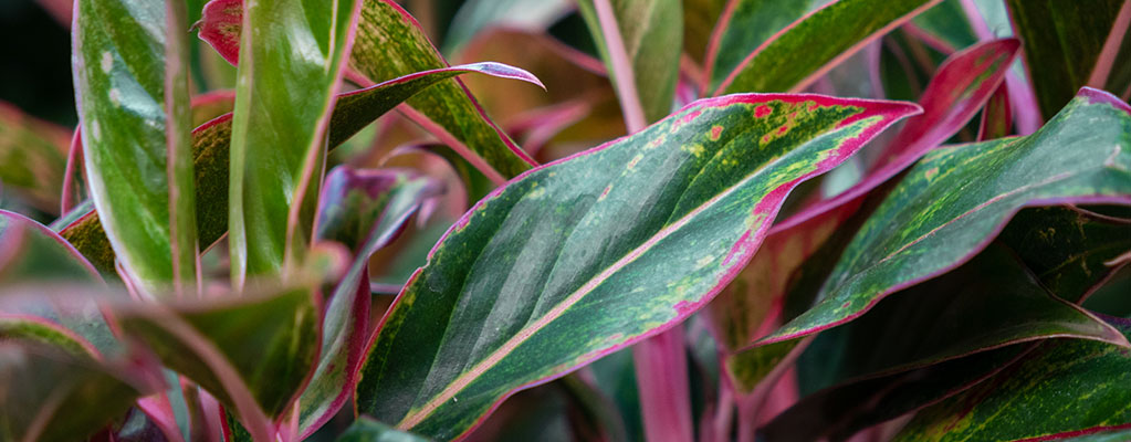 Aglaonema Crete