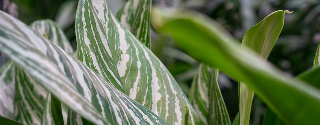 Aglaonema Stripes