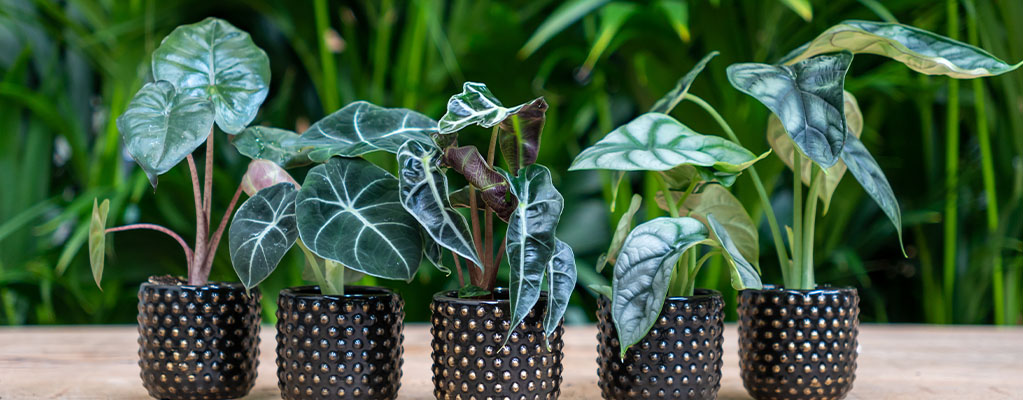 Boutures d'Alocasia