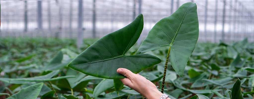 Alocasia Zebrina