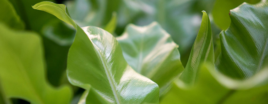 Fougère Asplenium - Langue de cerf