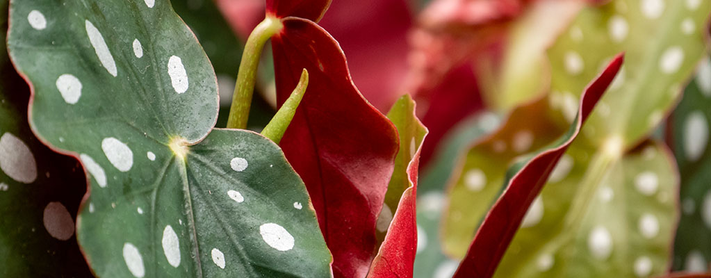 Begonia Maculata 