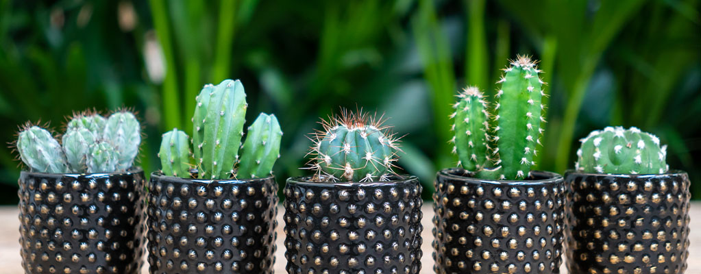 Boutures de cactus