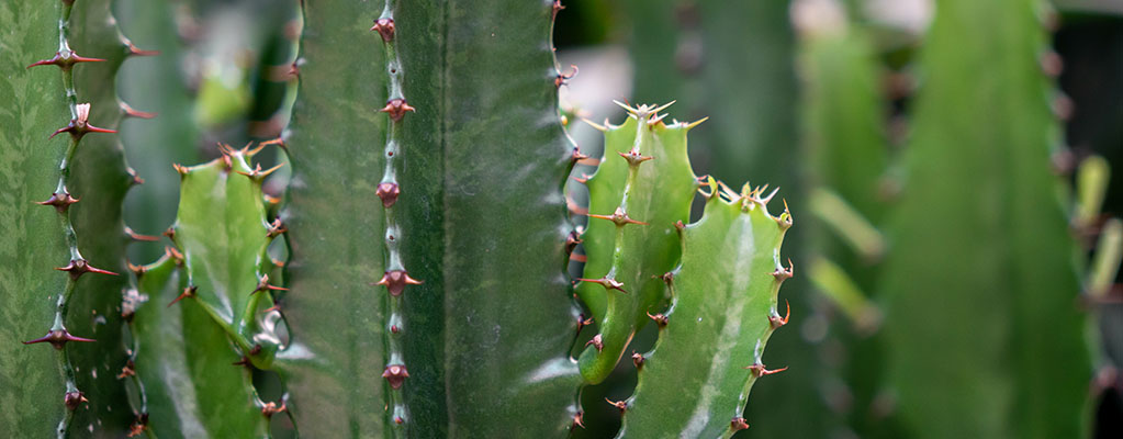  Euphorbe - Euphorbia 