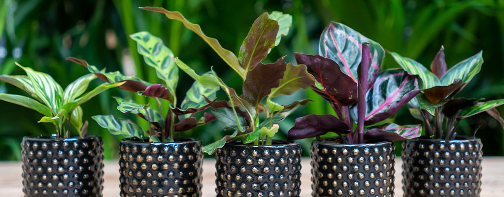 Boutures de Calathea