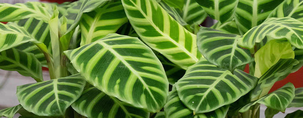 Calathea Zebrina