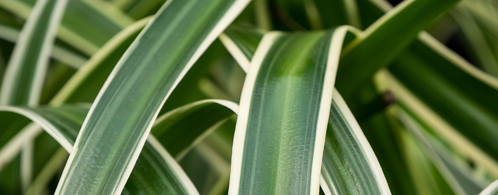 Chlorophytum - Plante araignée