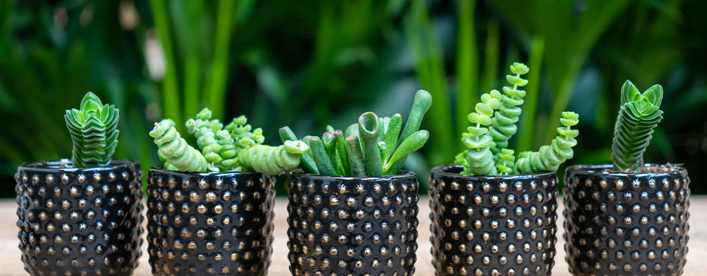 Boutures de Crassula