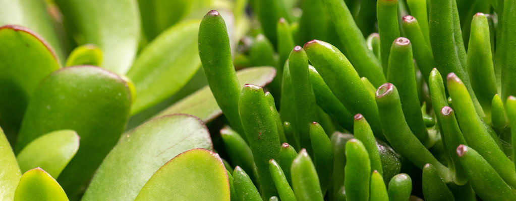 Crassula - Arbre de Jade