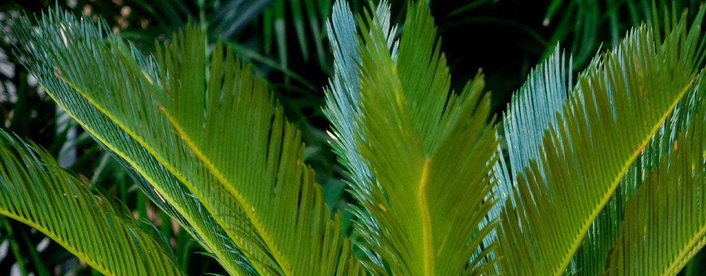 Cycas Revoluta