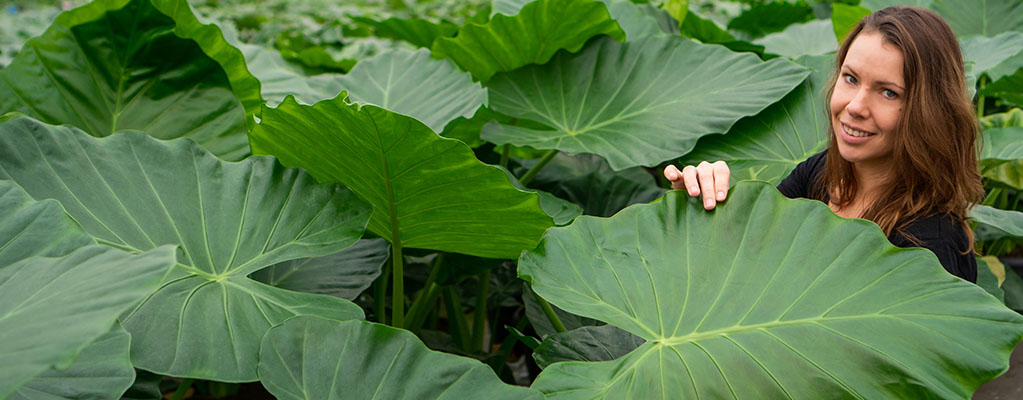 Plantes d'intérieur à grandes feuilles 