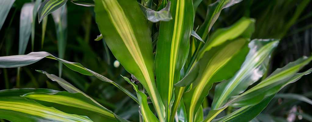 Dracaena Cintho