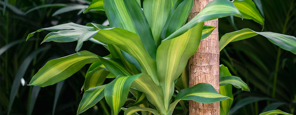 Dracaena Massangeana - Dragonnier