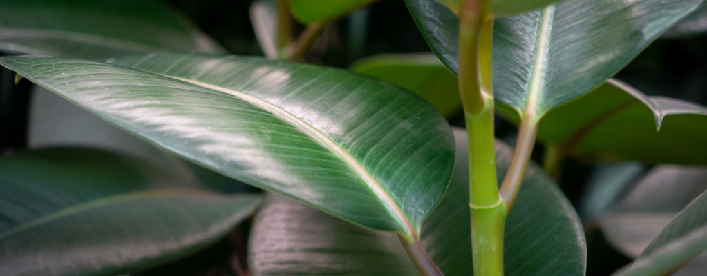 Ficus Elastica 