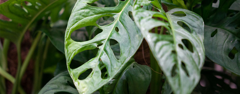 Monstera Adansonii - Monkey Leaf