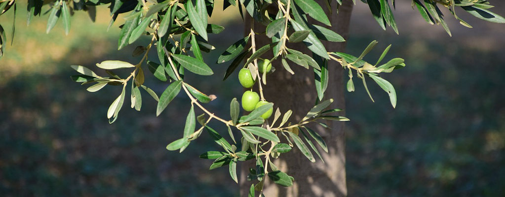 Plantes méditerranéennes