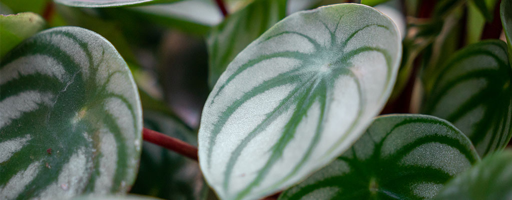 Peperomia Argyreia