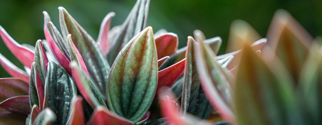 Peperomia Rosso