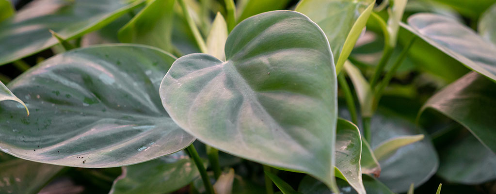 Philodendron (Amoureux des arbres) - Hydroponique