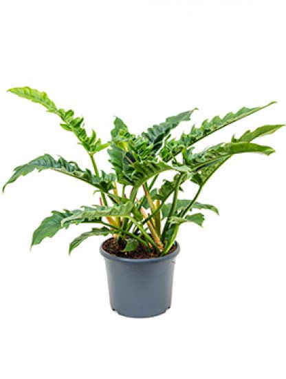 Philodendron Narrow