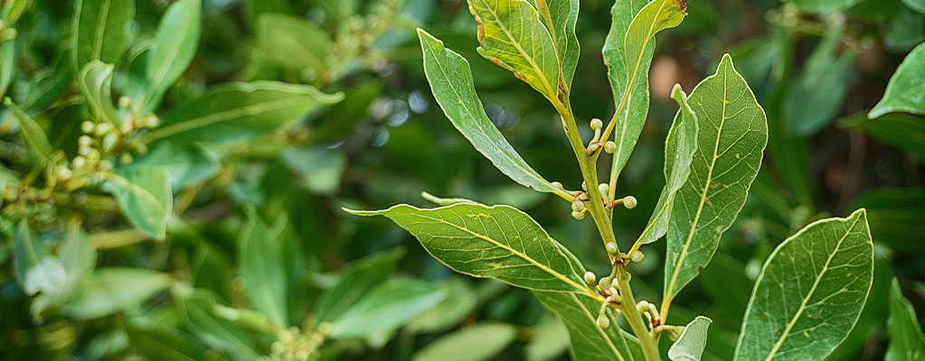 Plantes de bordure