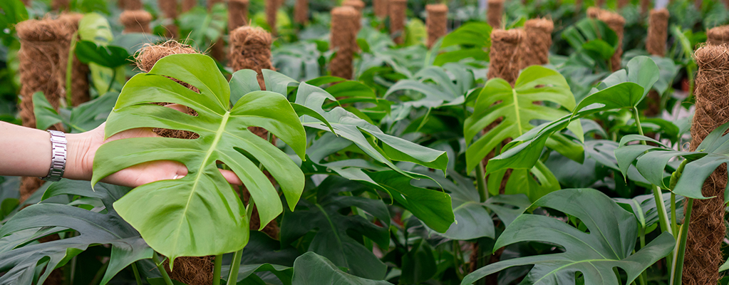 Plantes d'intérieur vertes 