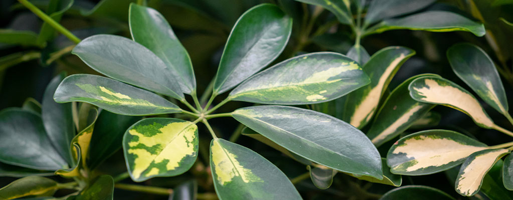 Schefflera (Ray aralia) - Hydroponique