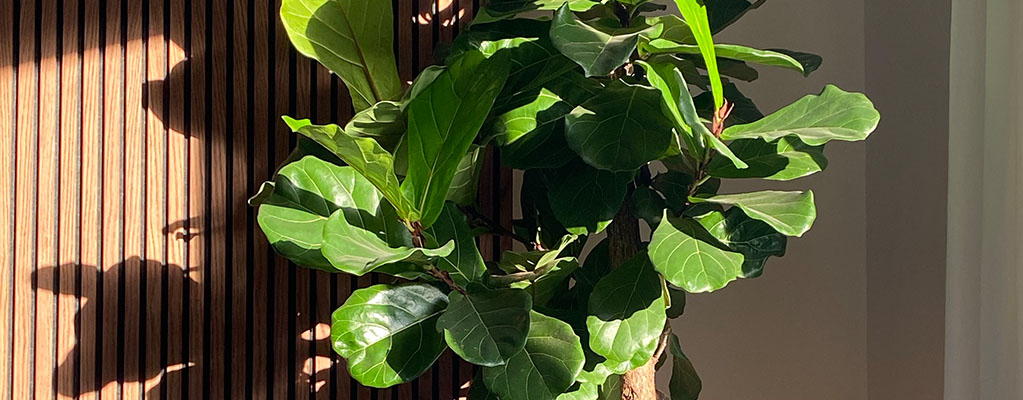 Plantes d'intérieur pour le plein soleil