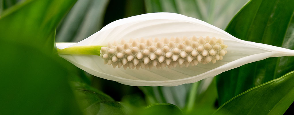 Spathiphyllum - Fleur de lune