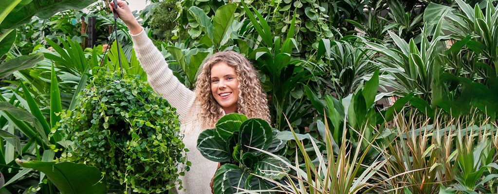 Plantes d'intérieur pour l'ombre