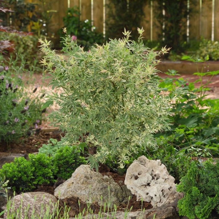 Scindapsus Treubii Dark plant