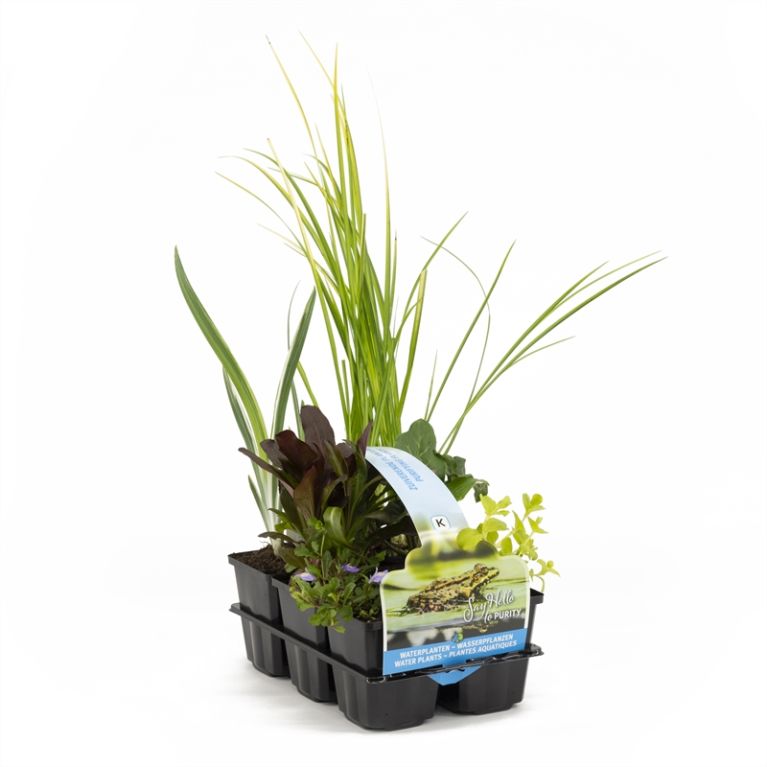 Epipremnum Pinnatum Global Green