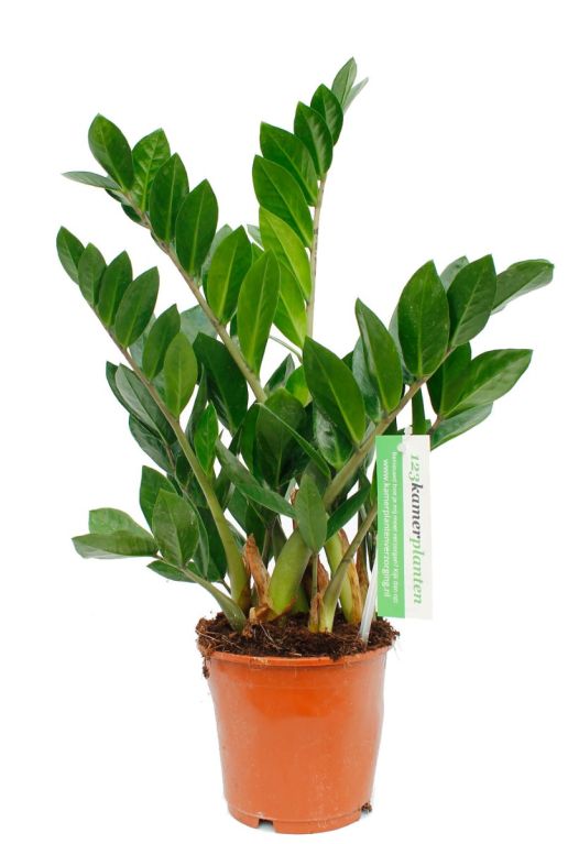 Zamioculcas kamerplant online kopen bij 123planten