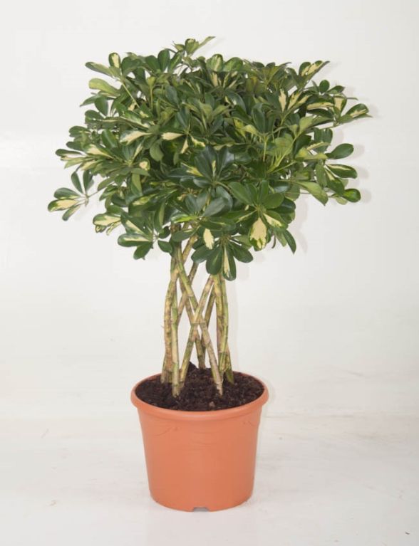 Schefflera Gold Capella