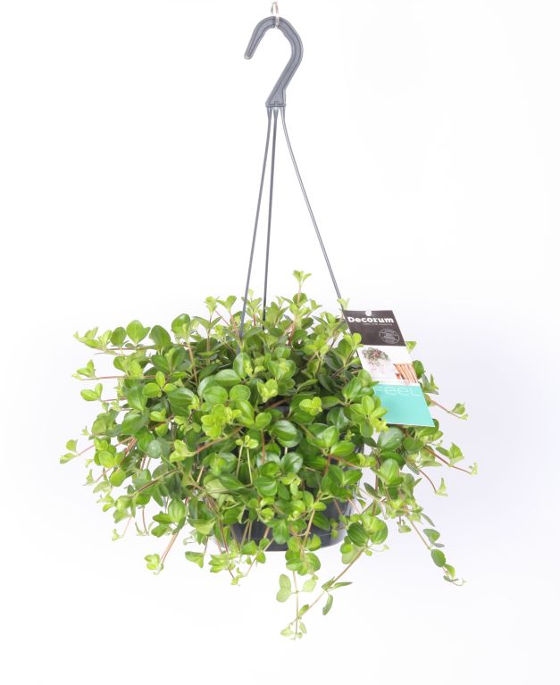 Peperomia