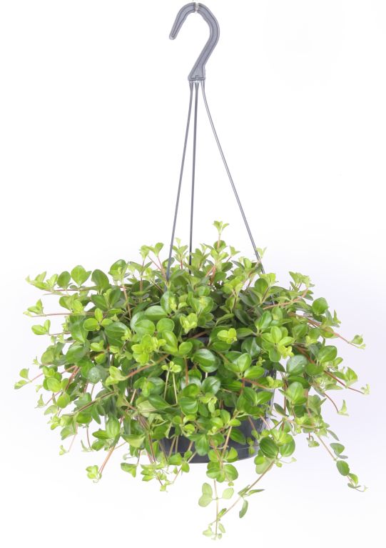 Peperomia