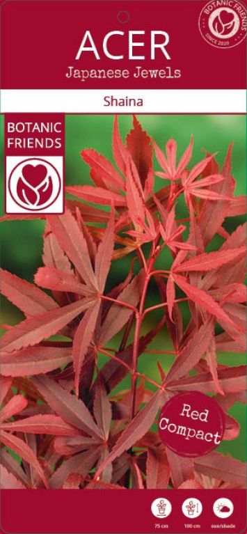 Epipremnum Pinnatum Global Green