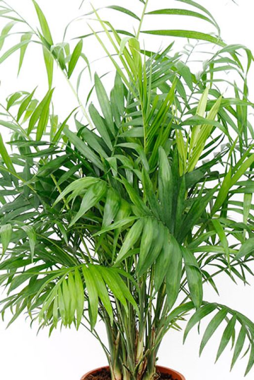 Scindapsus Treubii Dark plant