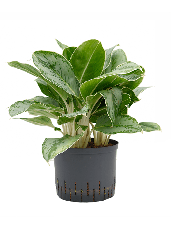 Marcgravia Sintenisii
