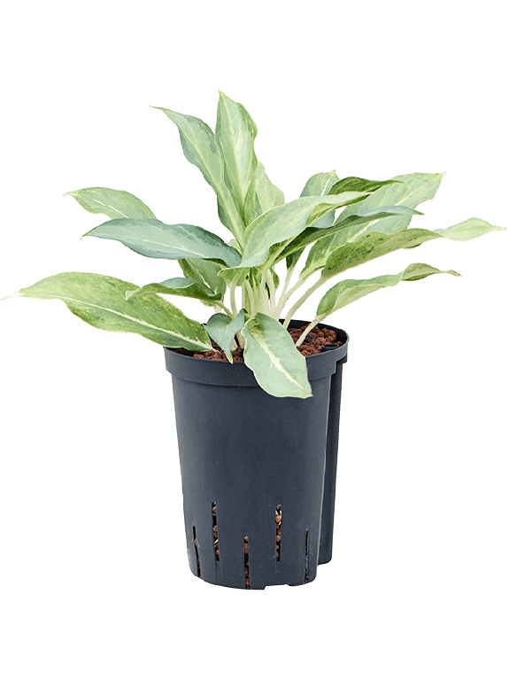 Syngonium Red Spot blad